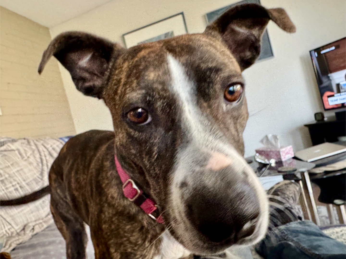 Dave profile