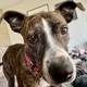 Dave profile