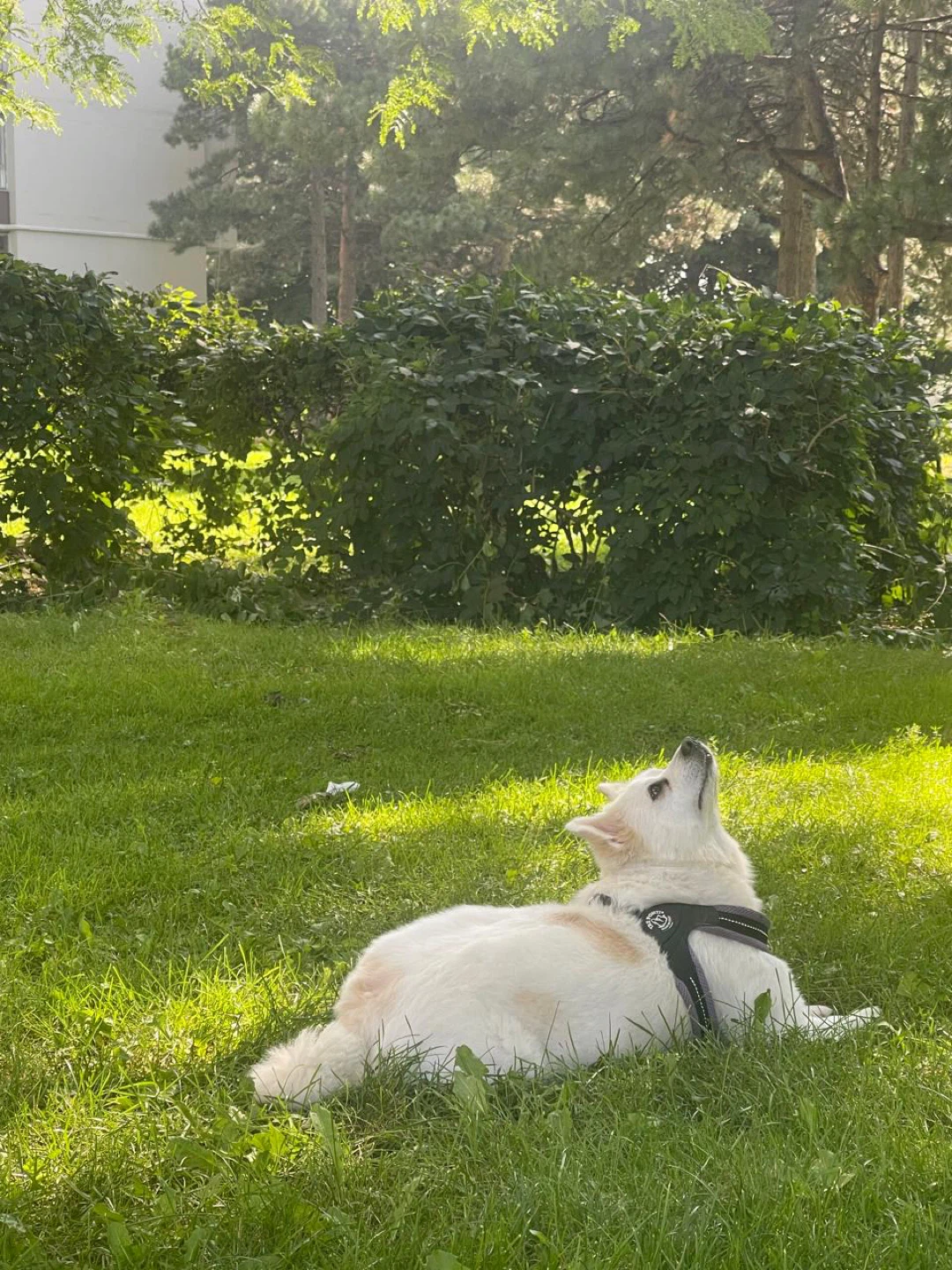 Gigi profile