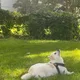 Gigi profile