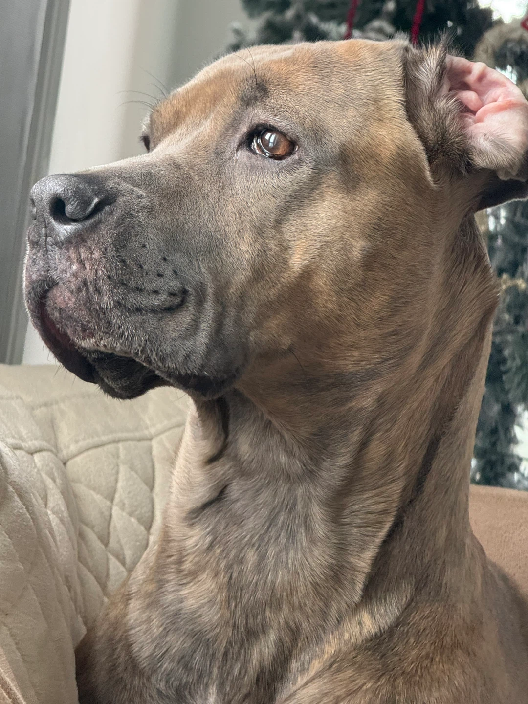 Kiarash profile