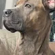 Kiarash profile