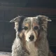 Diane profile