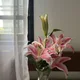 Rima here profile