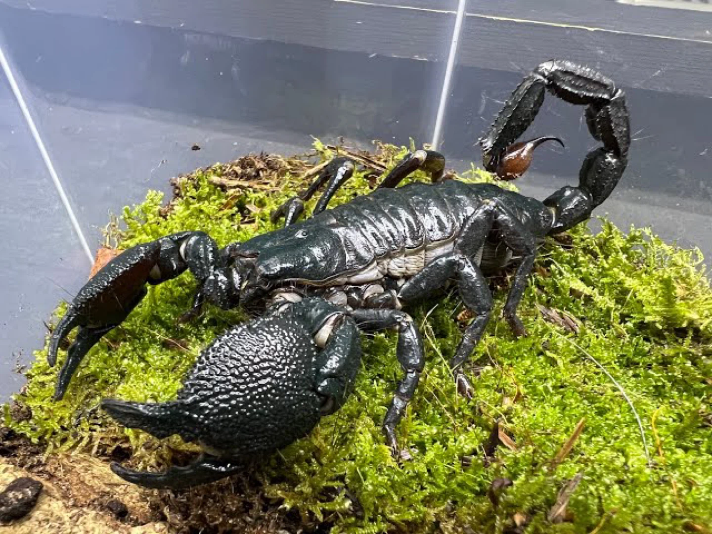 EmperorScorpion profile