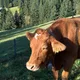 Diego profile