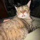 mya profile