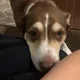 Brooke profile