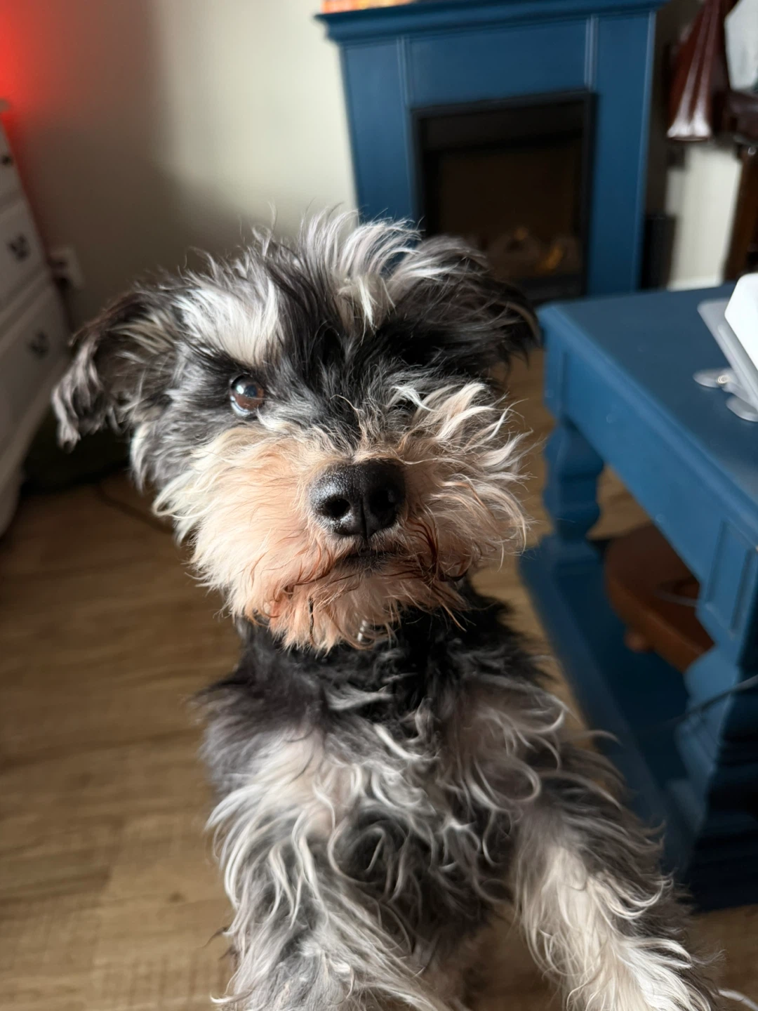 Frankie profile