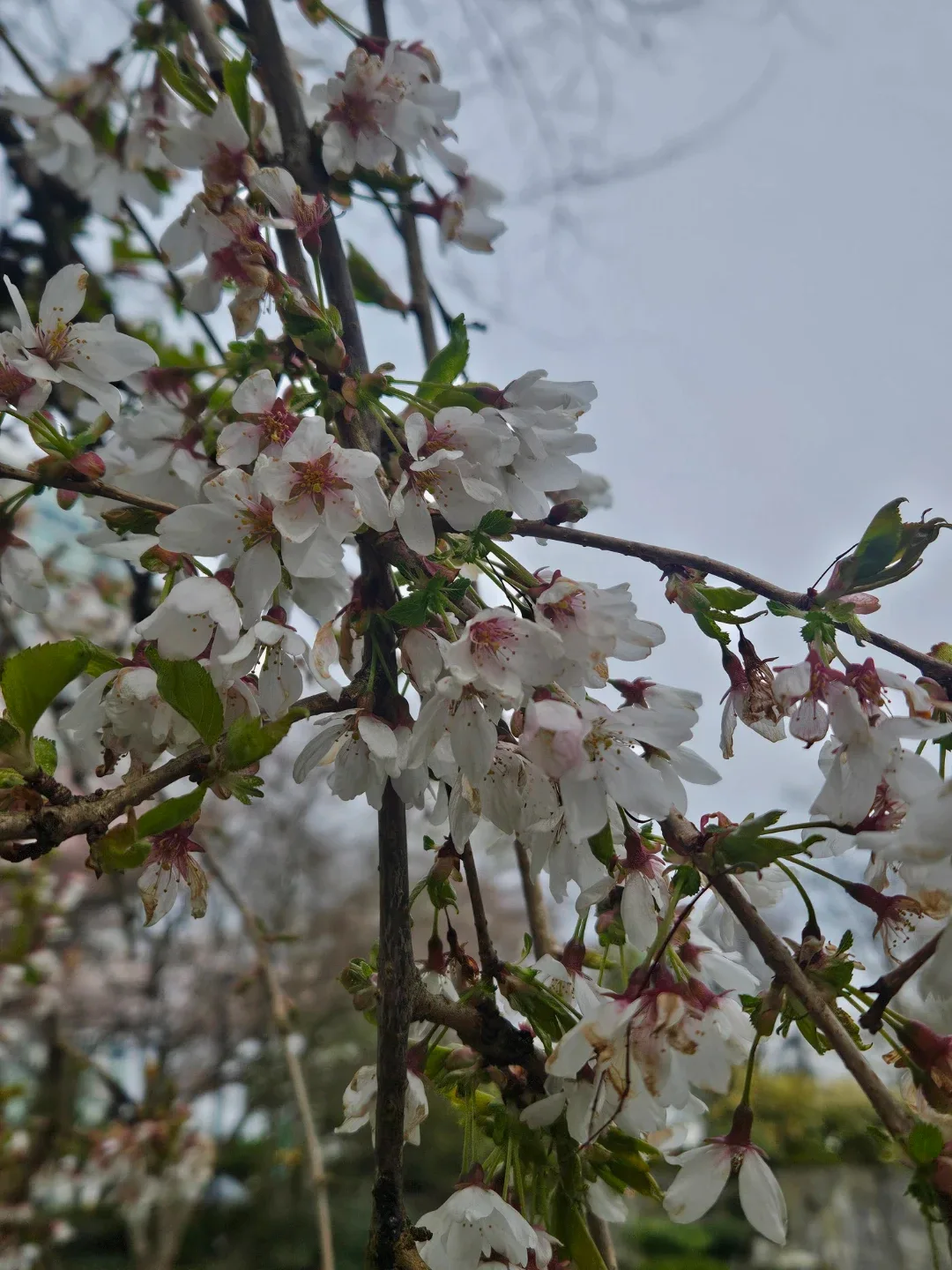 Grace Corner profile