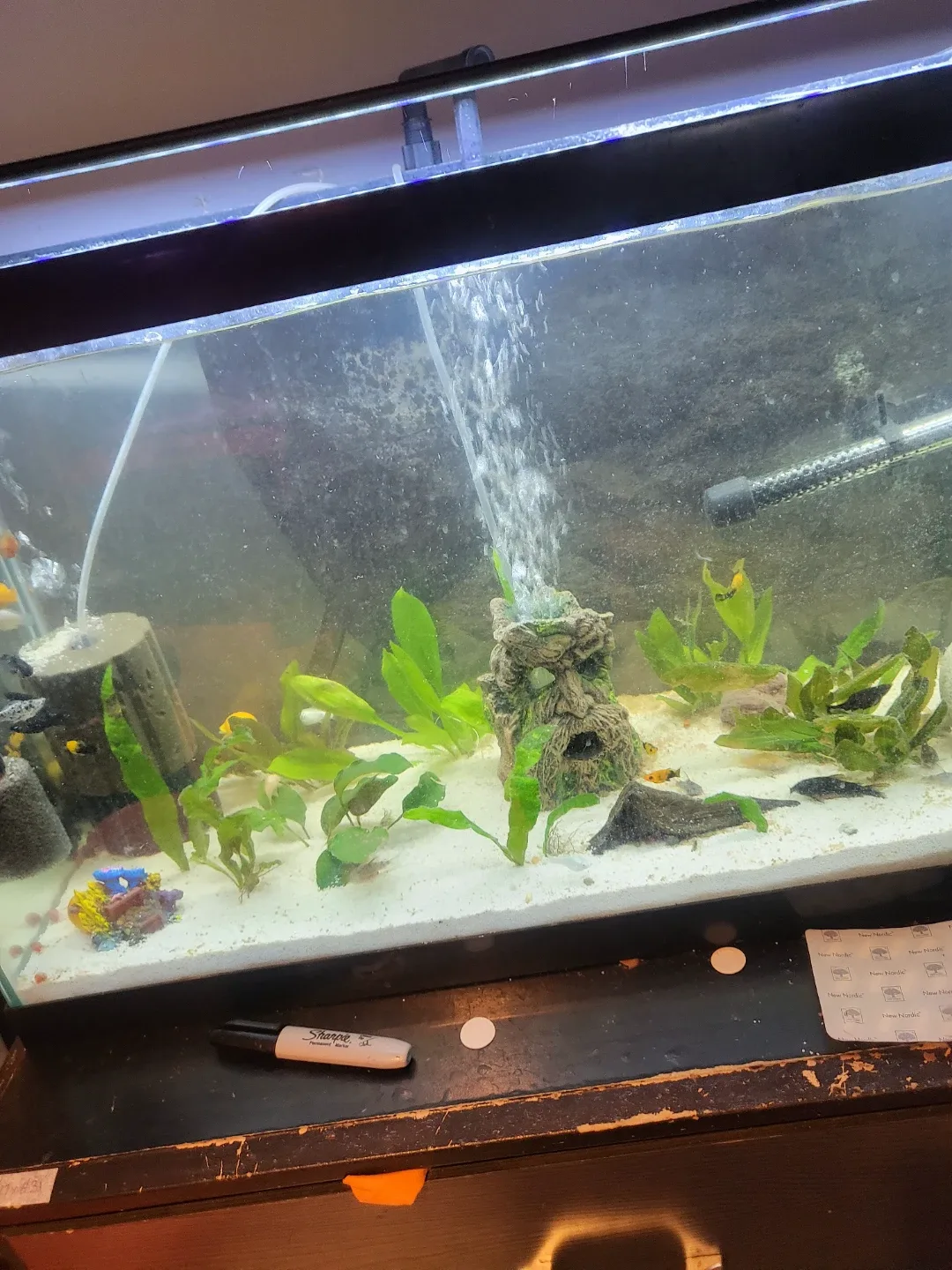 Vixenvibes98 profile