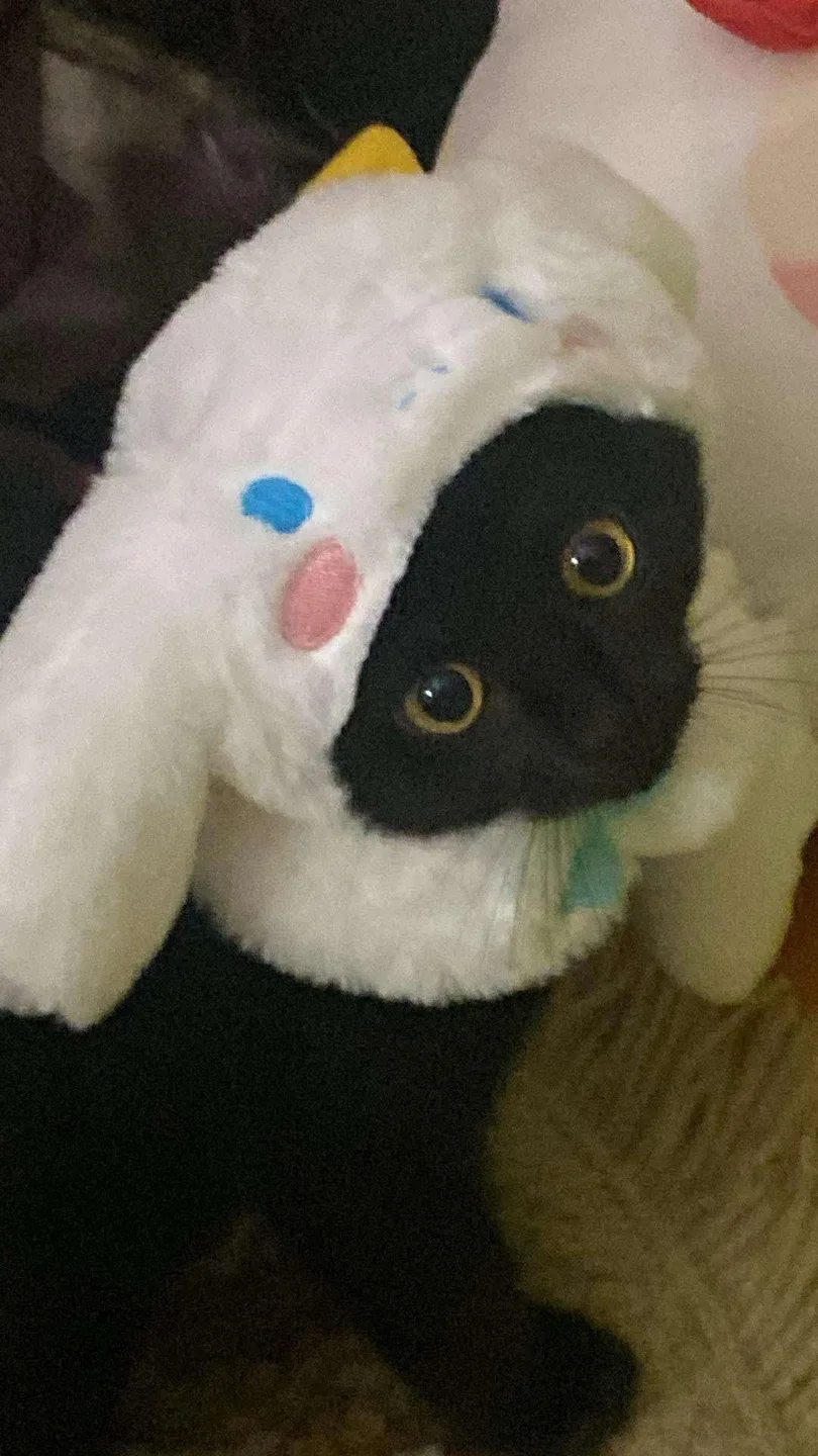 Sweet C3 Phoenix profile