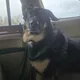 Noah profile
