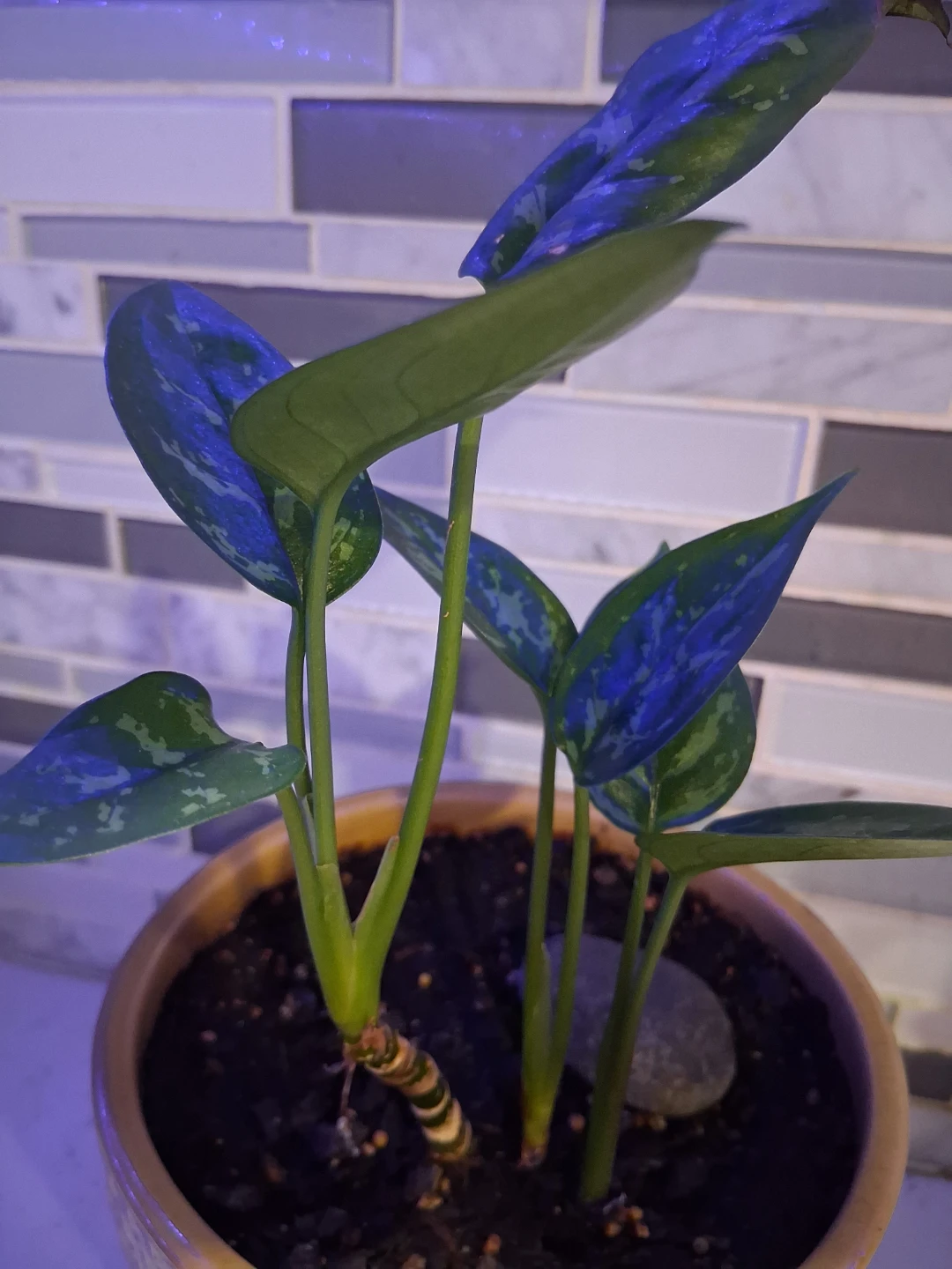 BX CLEAN DECOR profile