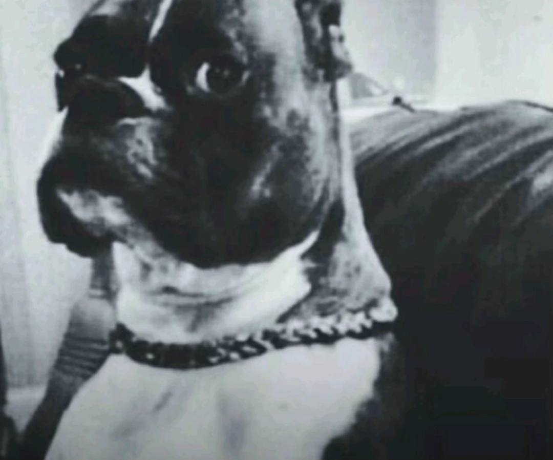 Krizzyboy profile
