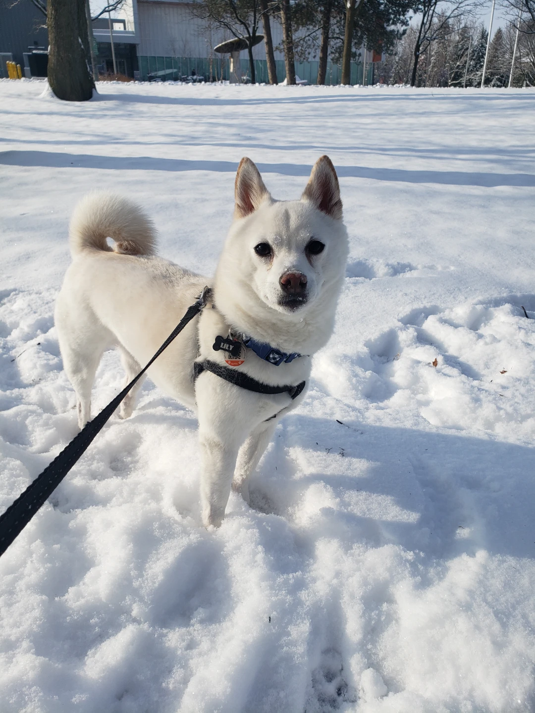 Lily profile