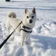 Lily profile