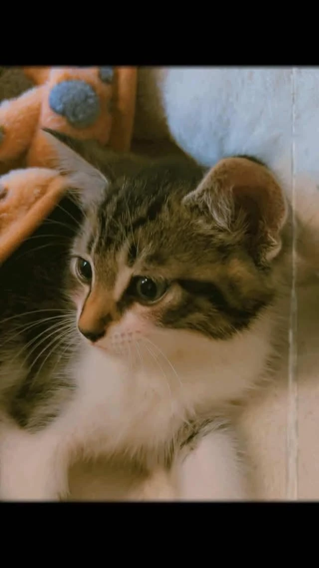 Mustafa profile