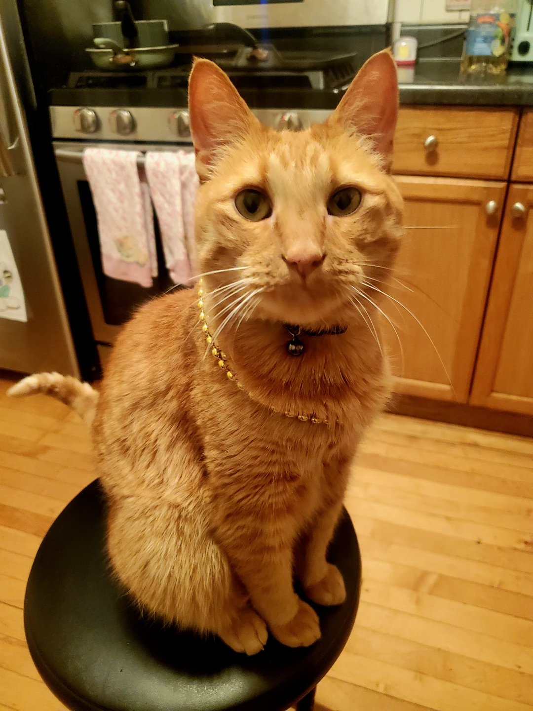 Auggie