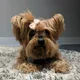 Penny profile