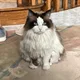 Milk Tea The Cat profile