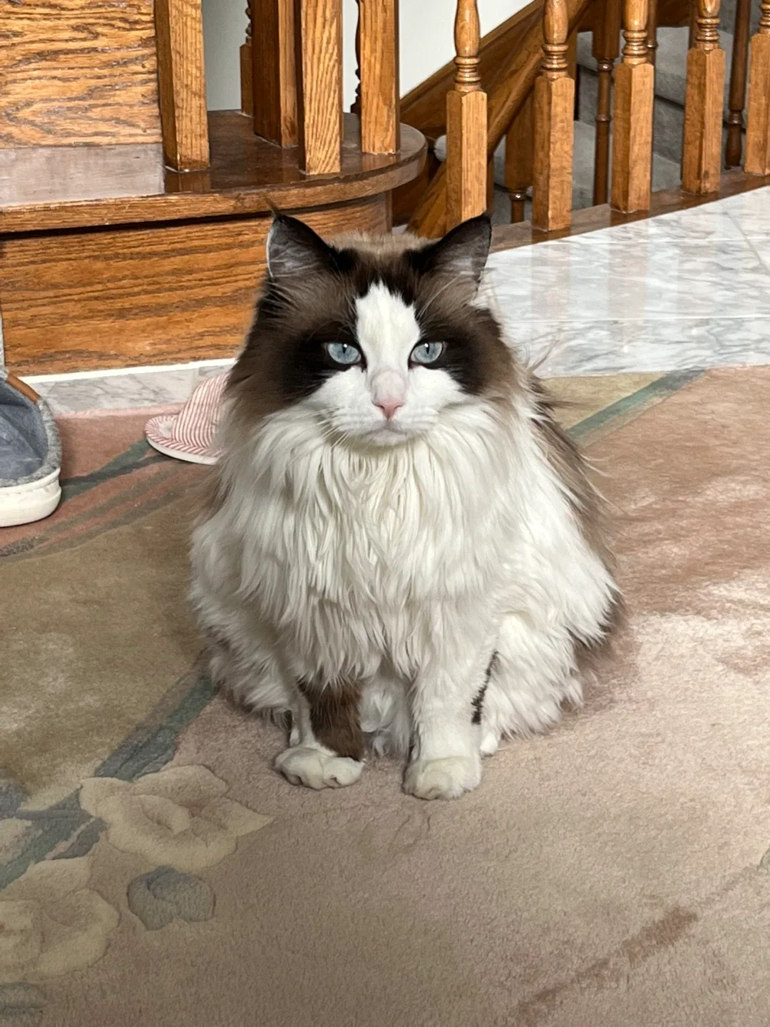 Milk Tea The Cat profile