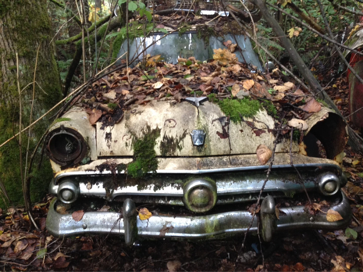 Junk in the trunk profile