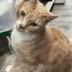 Dennis profile