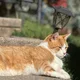 Nirmala profile