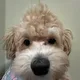 Davis profile
