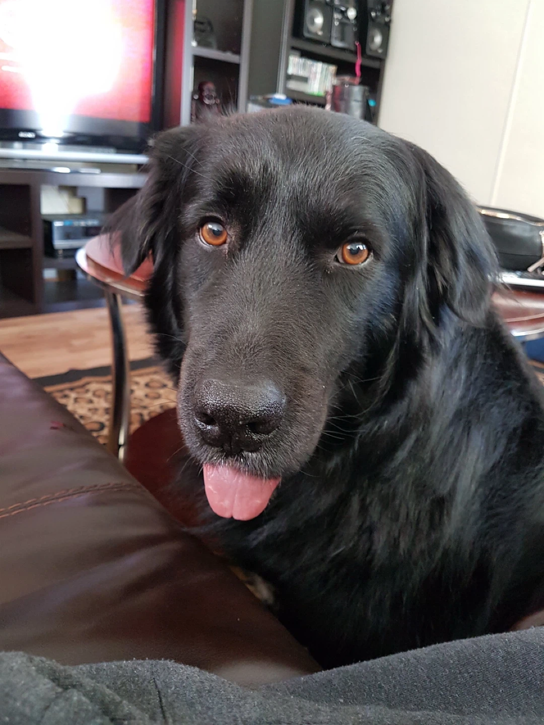 sid profile