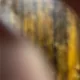 Sherwin profile