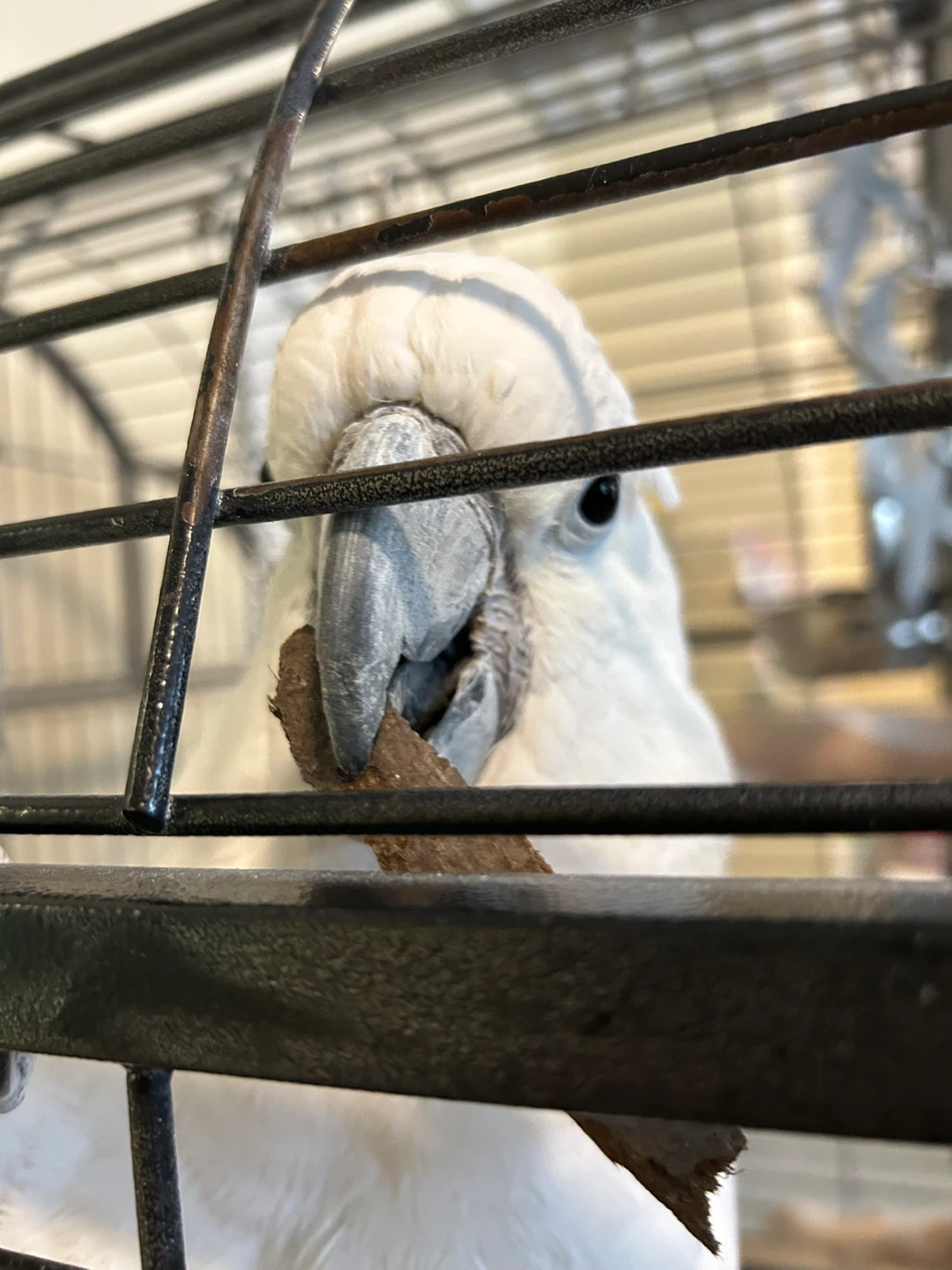 Avery profile