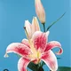 Lily profile