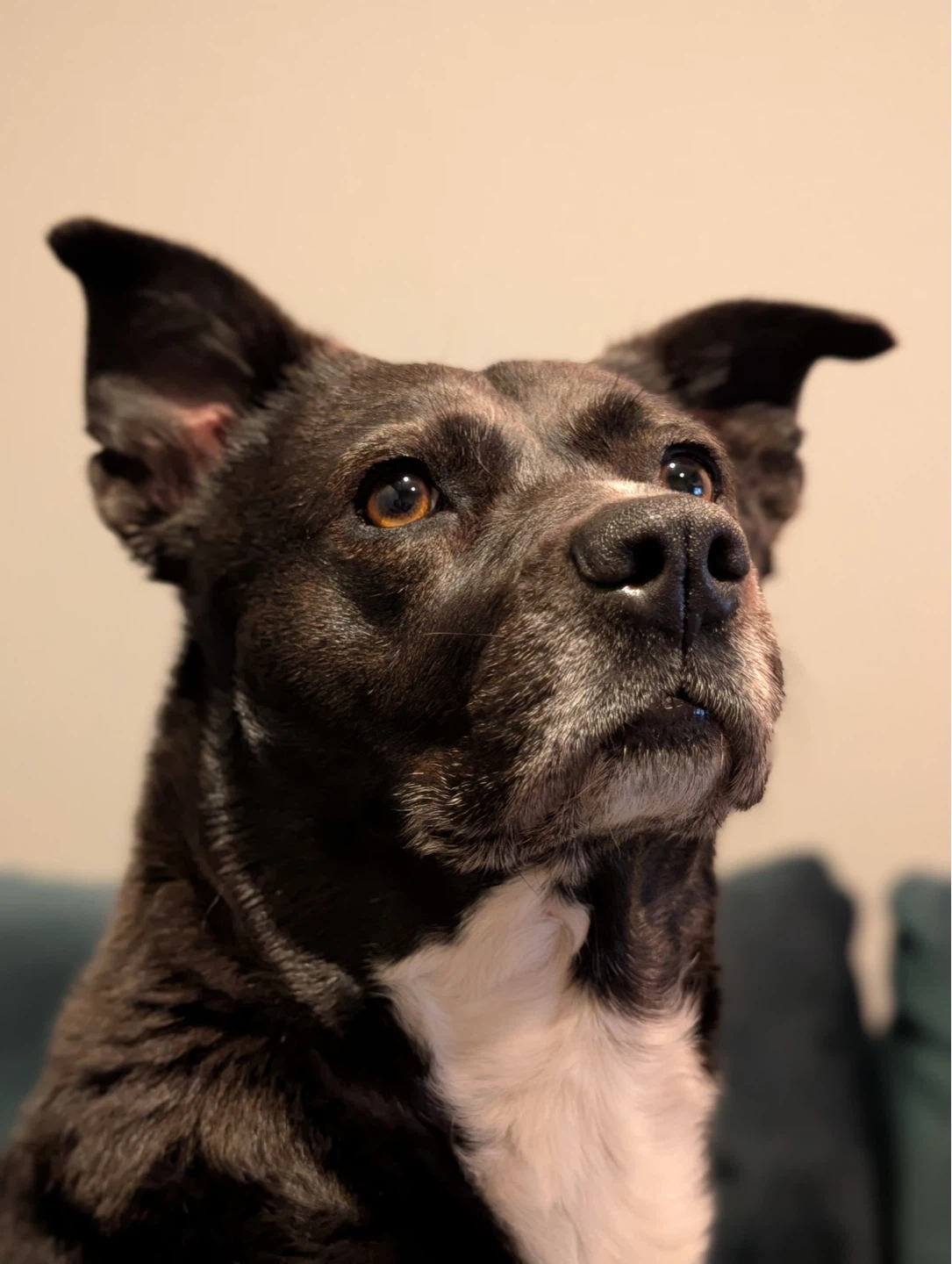 Terry profile