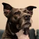 Terry profile