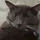 Ru profile