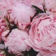 Just Decluttering profile