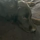 Sherri profile