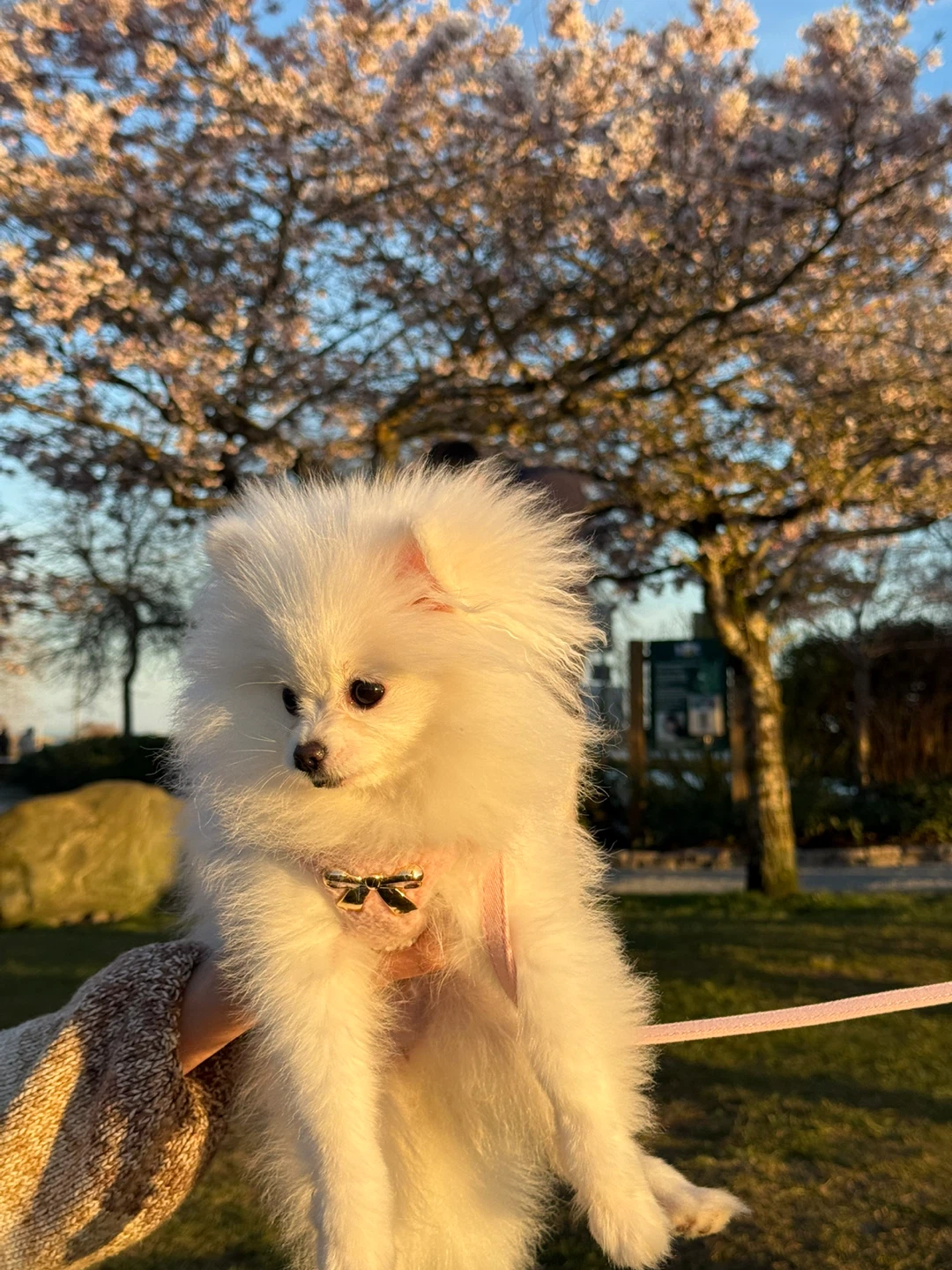 Tassy profile