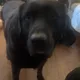 Ross profile