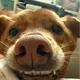 Max profile