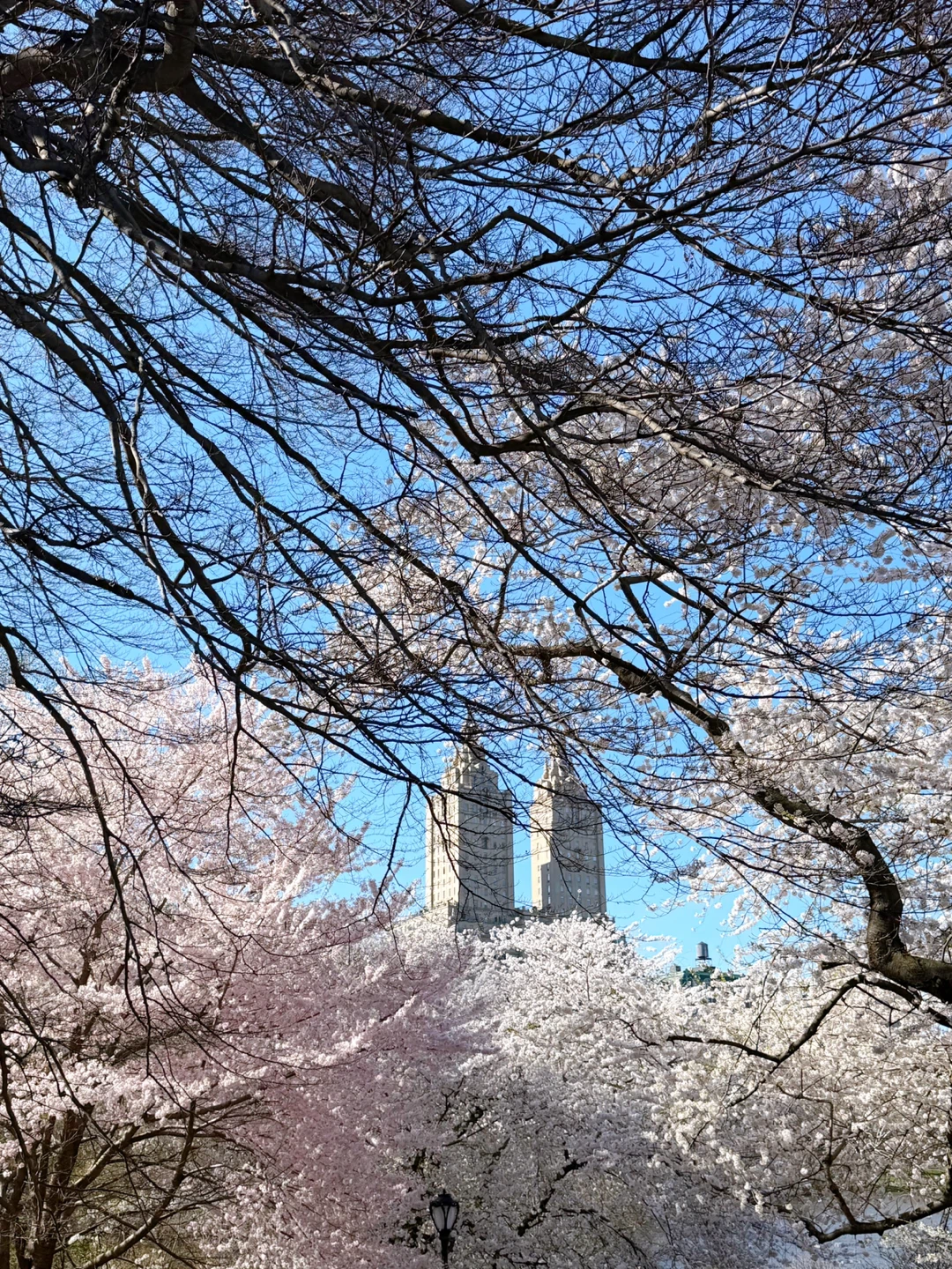 Central park profile