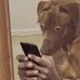 Brandon profile
