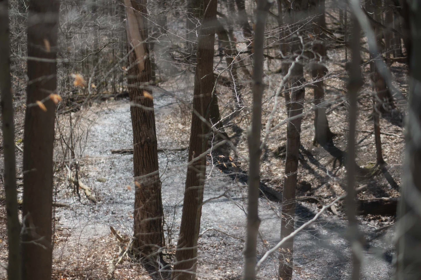 DMor