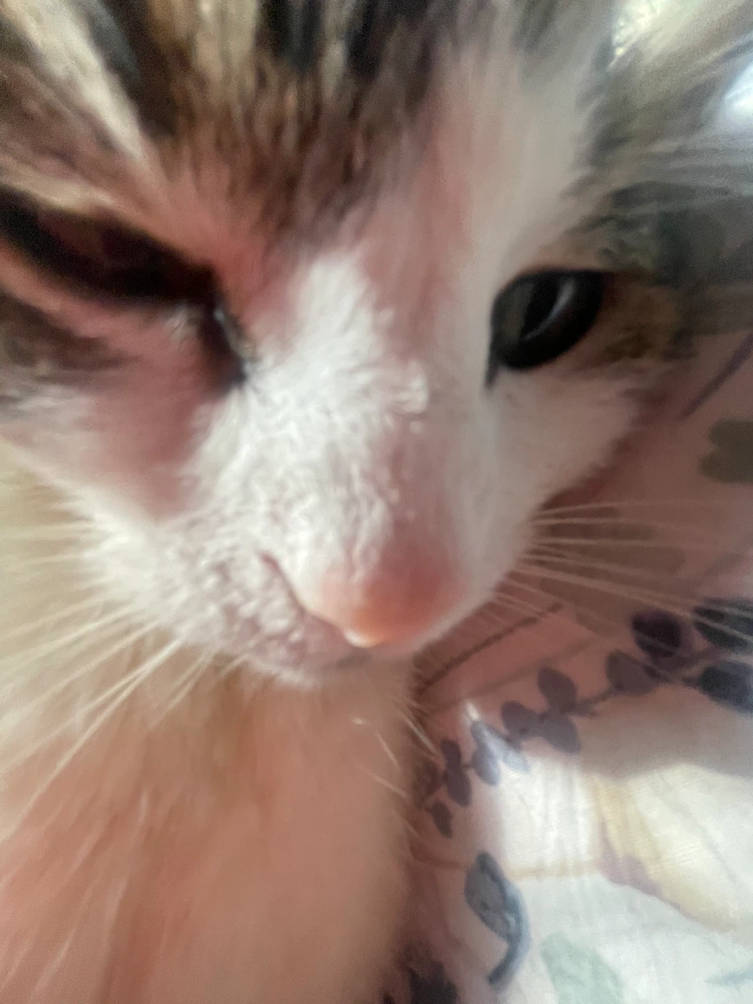 Meesha profile