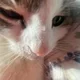 Meesha profile