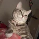 Ang profile