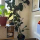Eva profile