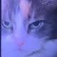 Maliika profile